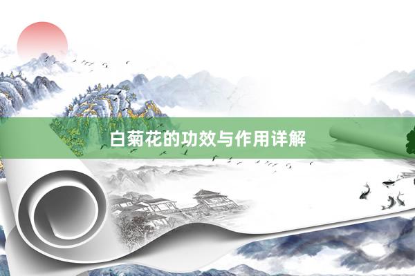 白菊花的功效与作用详解